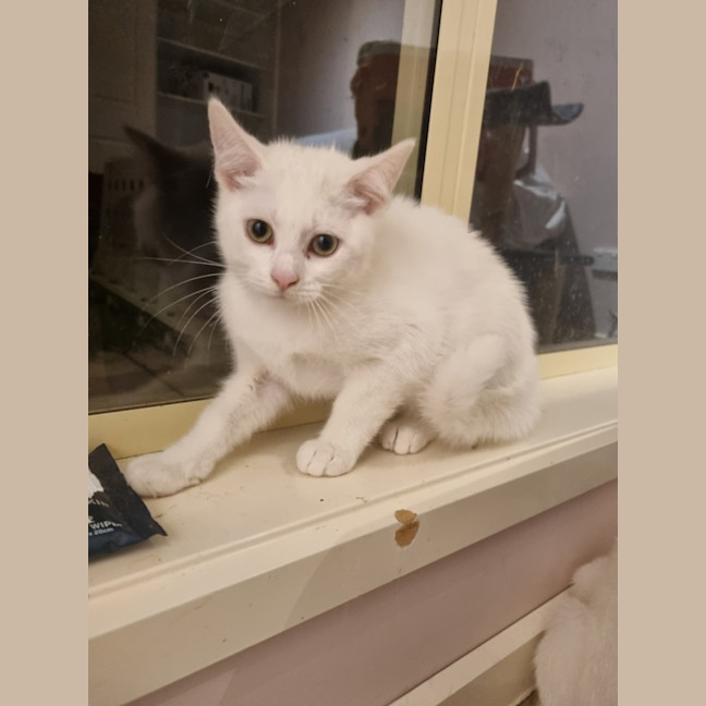 Photo of Opal