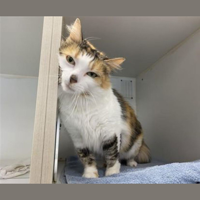 Photo of Honey
