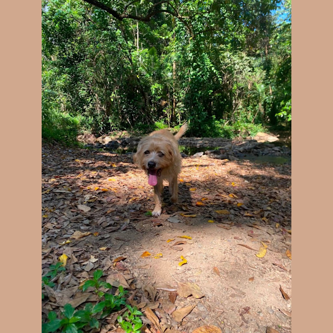 Photo of Koda