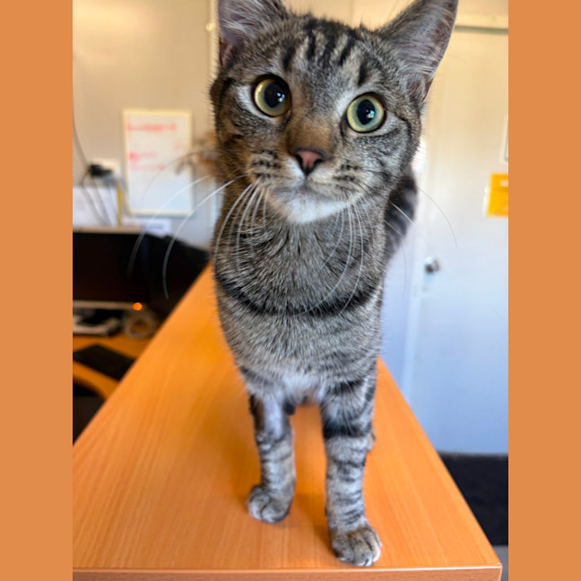 Photo of Tango