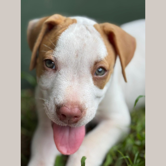 Photo of Reggie/Jingle