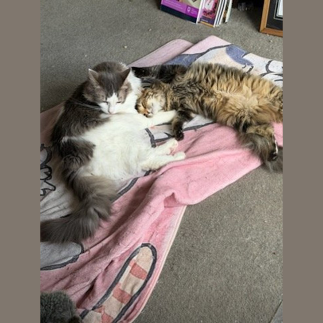 Photo of Hissy Elliot *9 Lives Project Rescue*