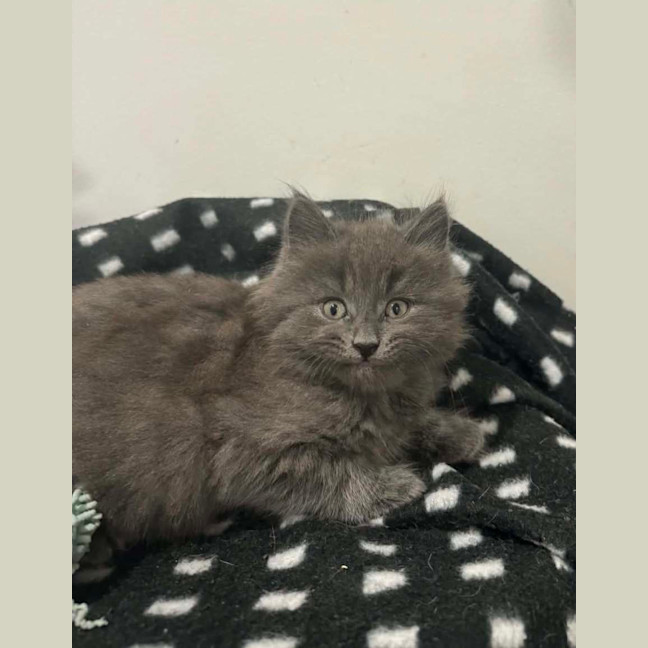 Photo of Nimbus 