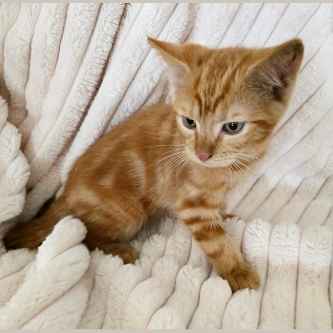 Photo of Finnegan 