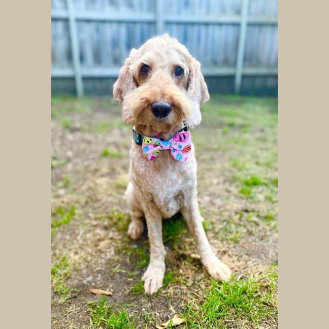 Photo of Shari Jablonski