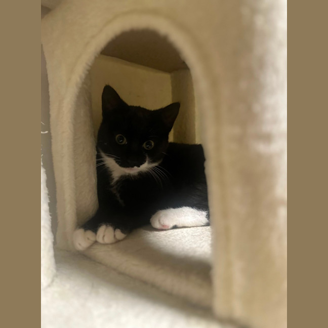 Photo of Lamington