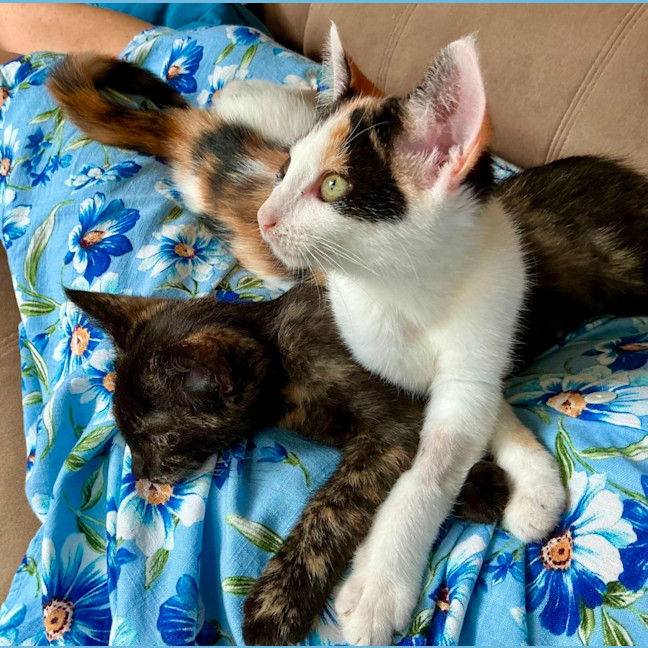 Photo of Noodles And Rose