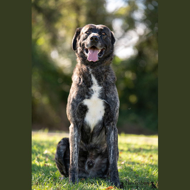 Photo of Cookie