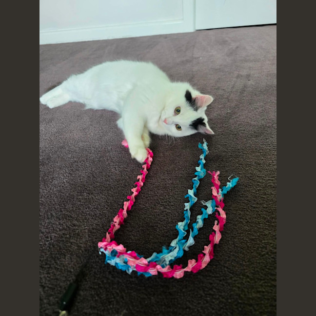 Photo of Wasabi