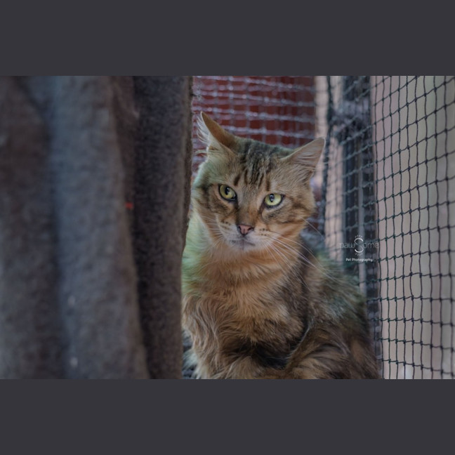 Photo of Ruben **2nd Chance Cat Rescue**