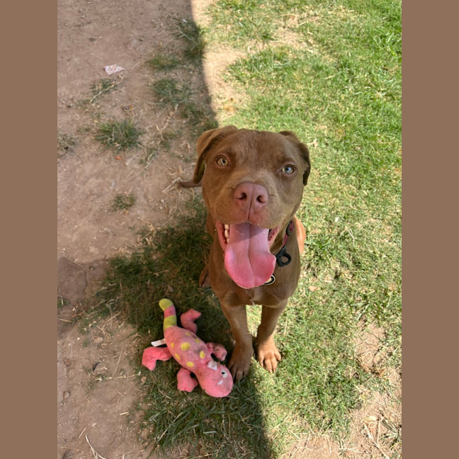 Photo of Nugget