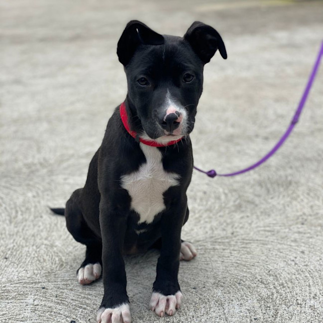 Photo of Jazz