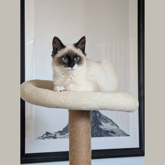 Photo of Oscar 