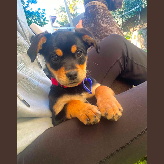 Photo of Elsie   11 Week Old Pug X Cavalier X Kelpie