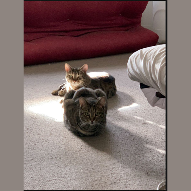 Photo of Miso & Momo