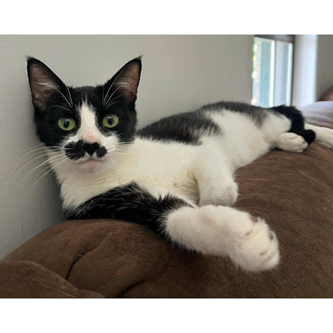 Photo of 11074   Violet