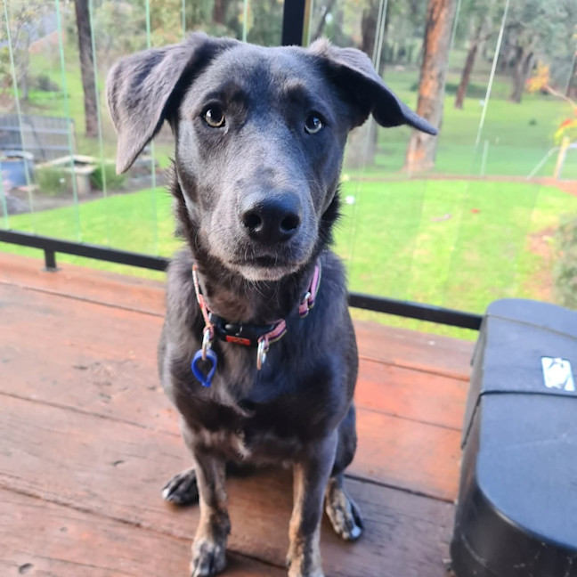 Photo of Tilly