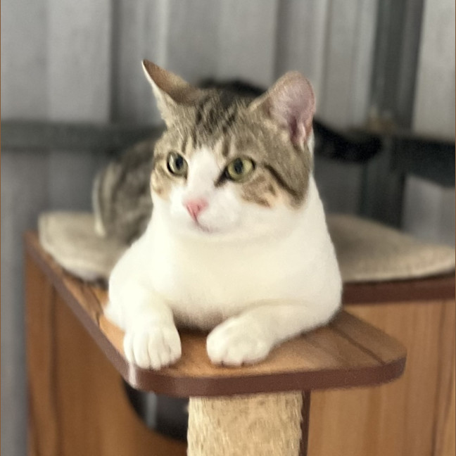 Photo of Giovanni   Now At Rutherford Pet Quarters