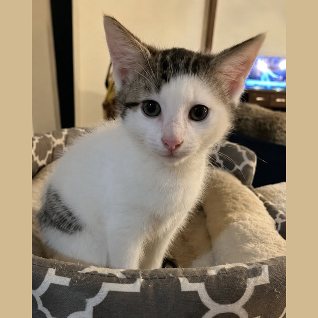 Photo of Cosmo
