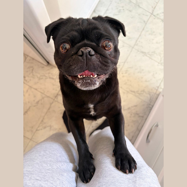 Photo of Burt   2 Year Old Pug
