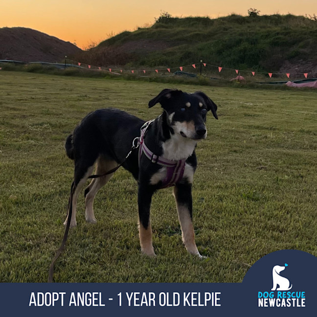 Photo of Angel   1 Year Old Kelpie (Trial)