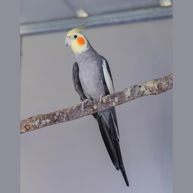Photo of Pretty Boy