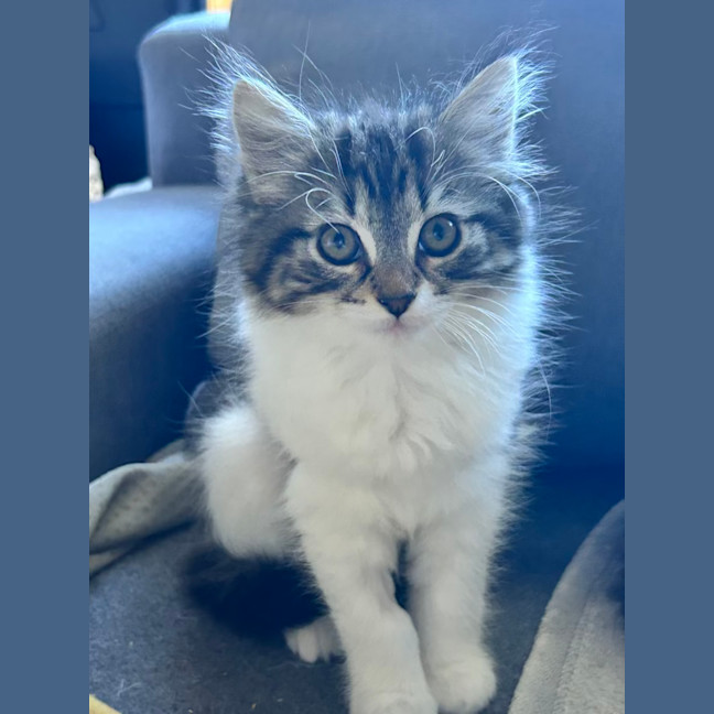 Photo of Poppy   Located In Lower Plenty