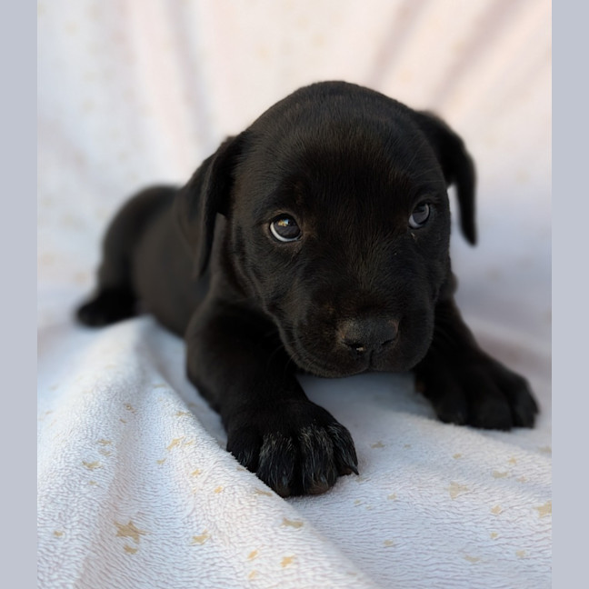 Photo of Bluey