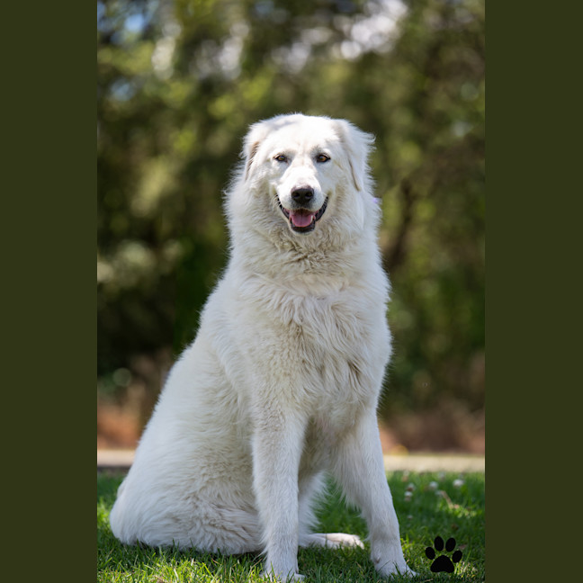 Photo of Luna