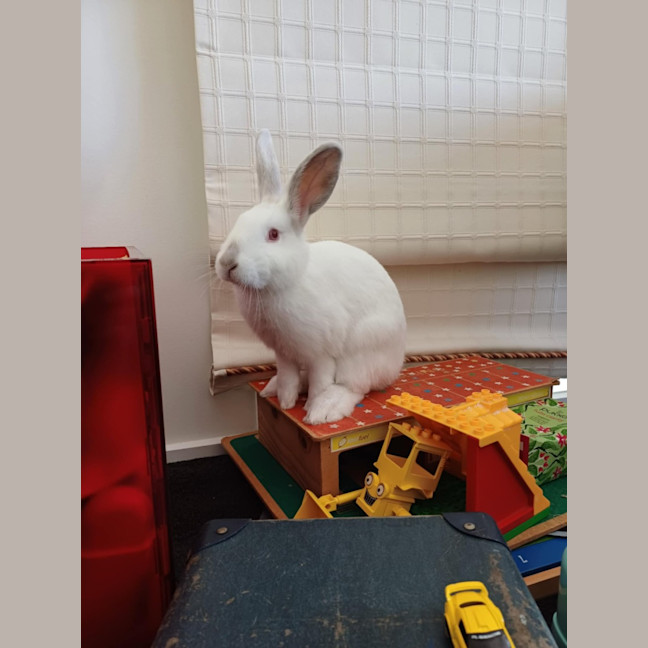 Photo of Stuart Little