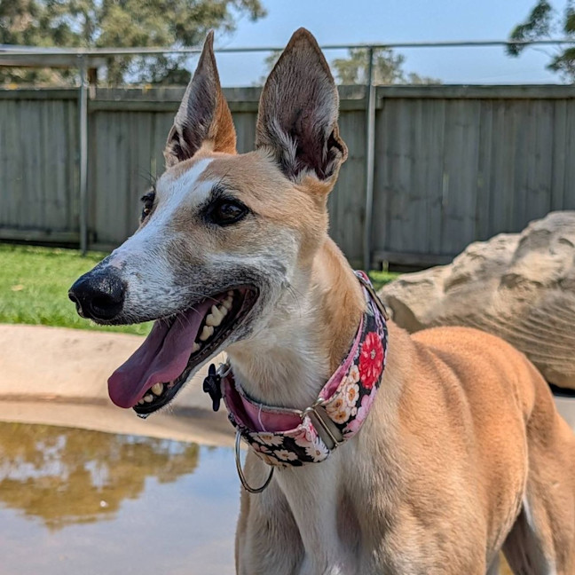 Photo of Sunshine The Greyhound