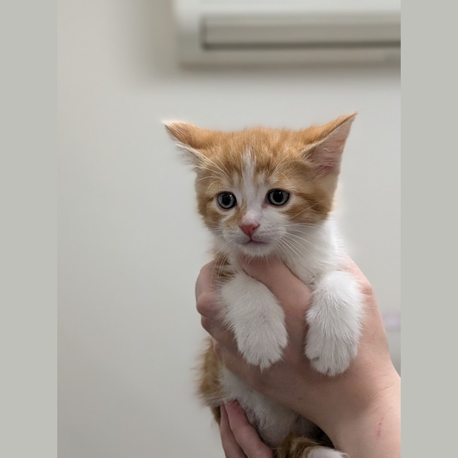 Photo of Secret Sauce 