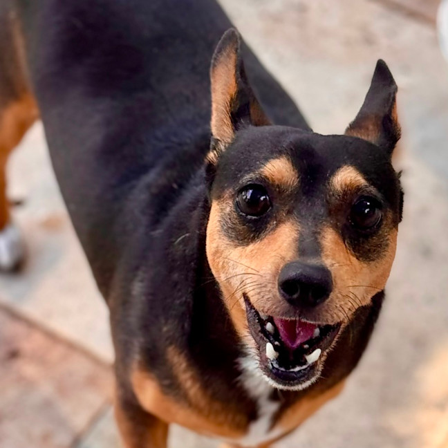 Photo of Little Dexter 