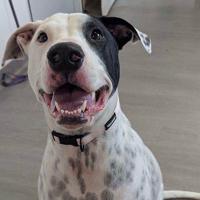 Photo of Louie