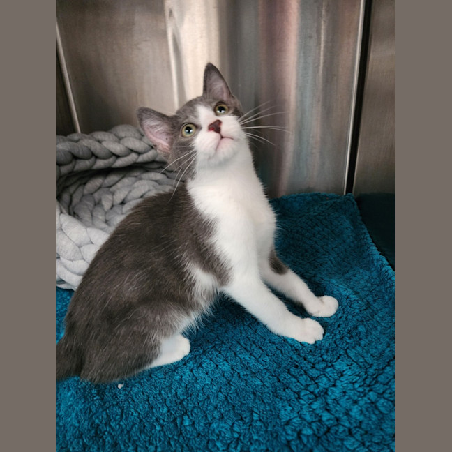Photo of Zorro