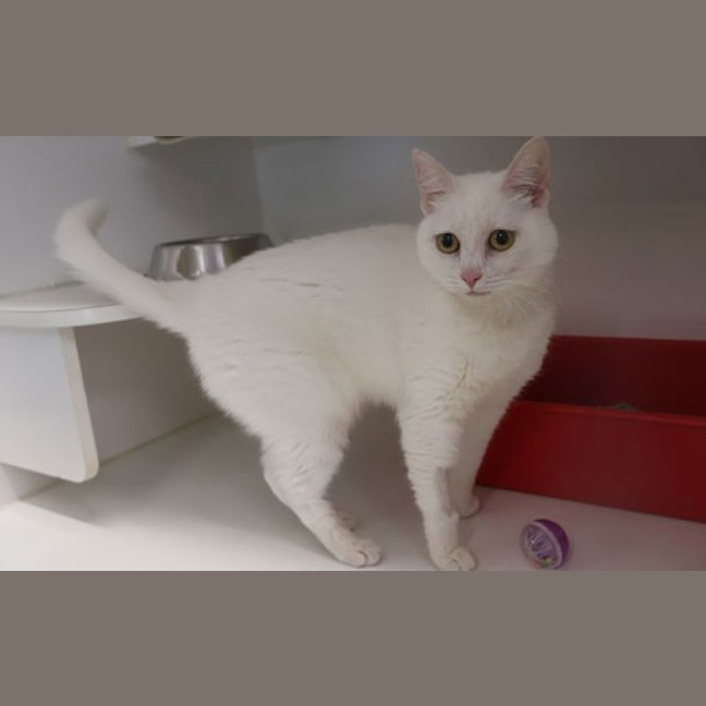 Photo of Honey