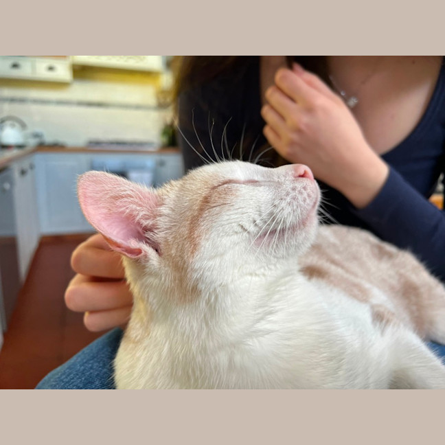 Photo of Dougal   Reduced Adoption Fee