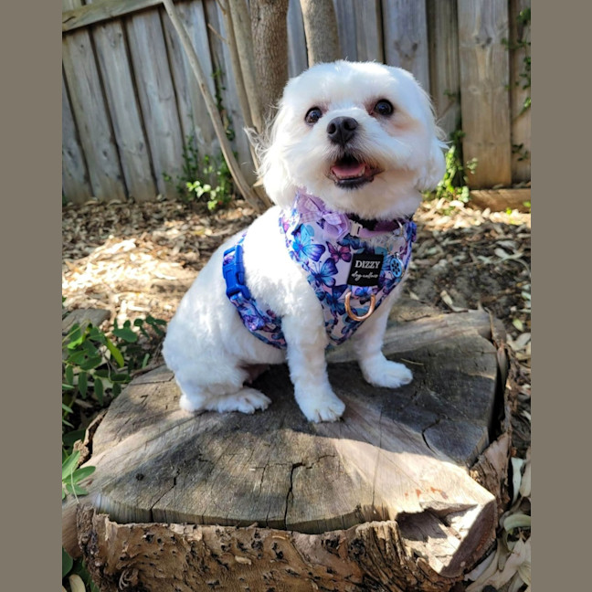 Photo of Daisy