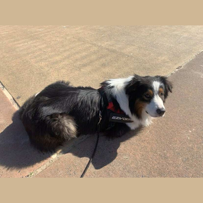 Photo of Remy