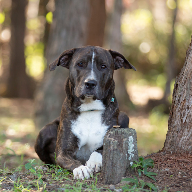 Photo of Chief