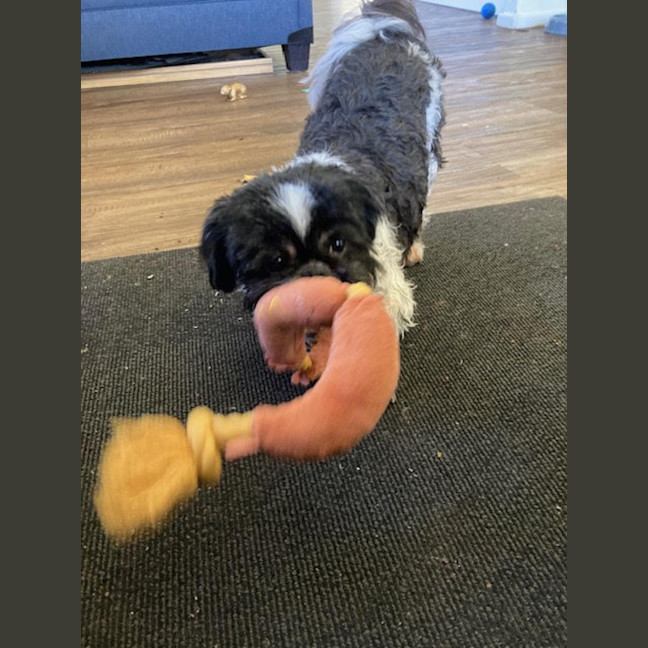 Photo of Piper💖7yo, Shih Tzu Girl (On Trial 14/9/25)