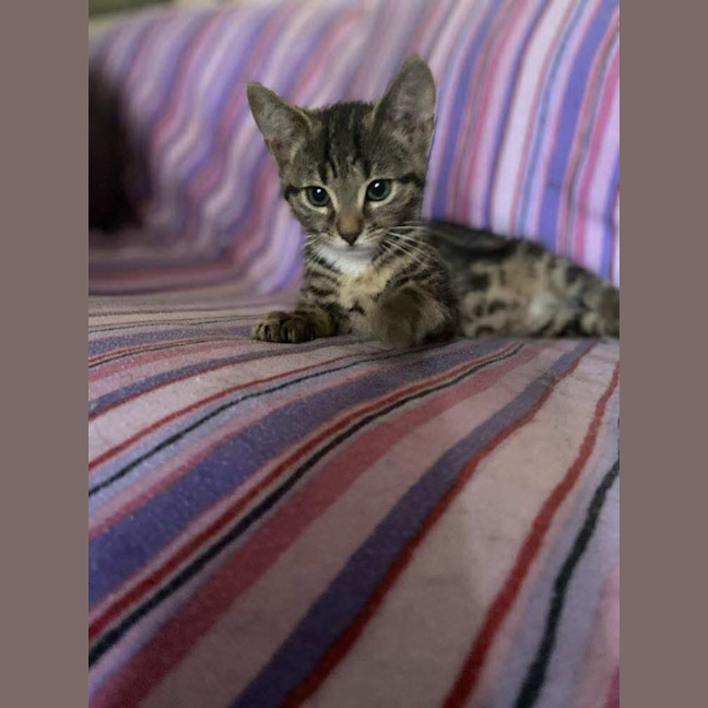 Photo of Jake The Dog