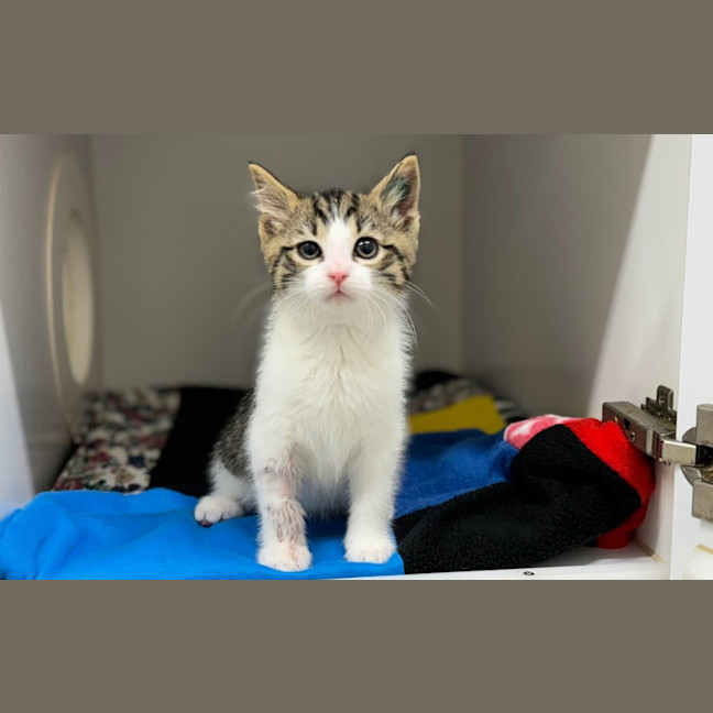 Photo of Pepperoni