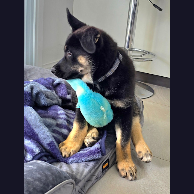 Photo of Bravo – 11 Week Old Shepherd X Husky (Trial)