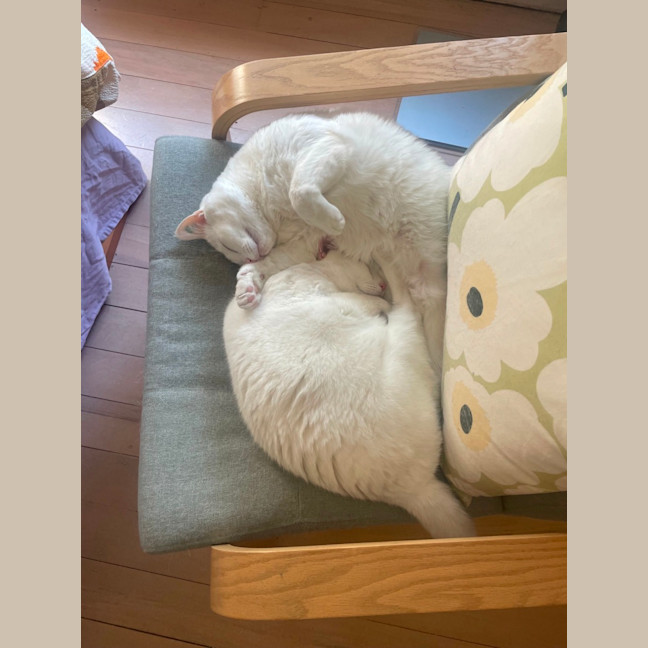 Photo of Bella & Bello