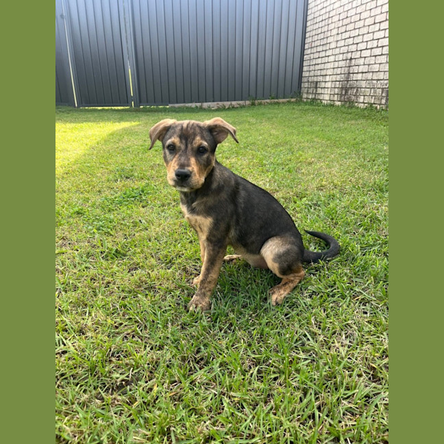Photo of Nala