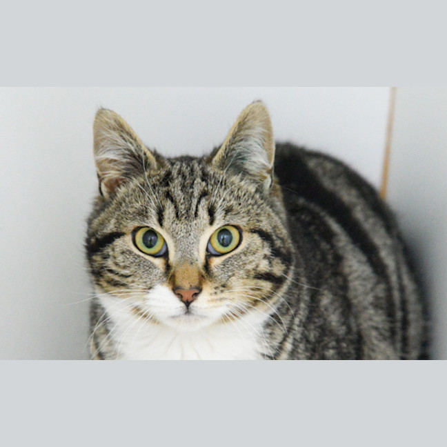 Photo of Artemis