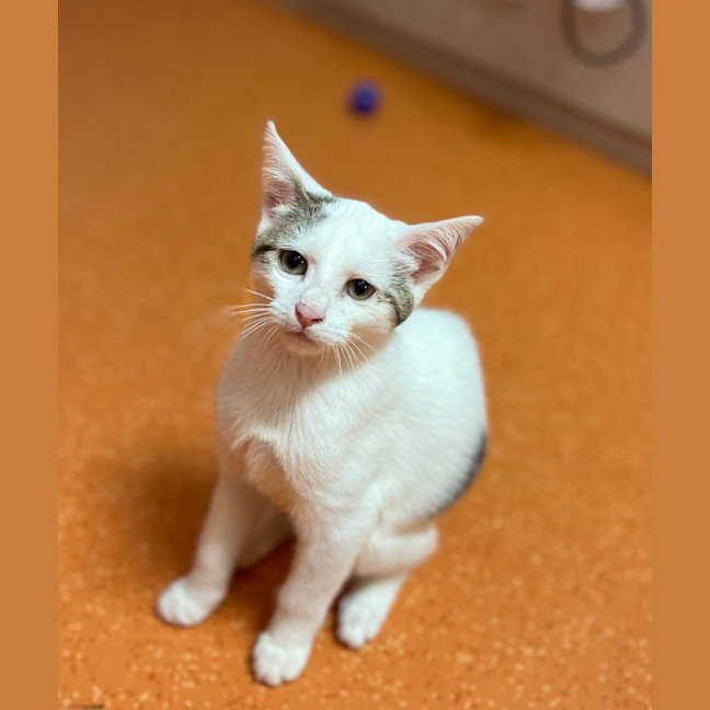 Photo of Romeo
