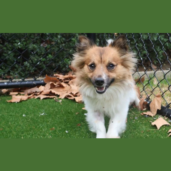 Photo of Alfie