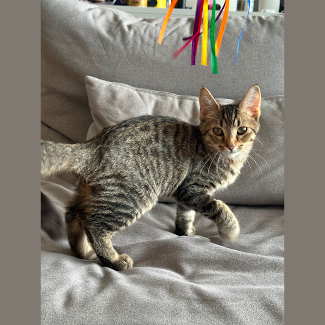 Photo of Genki